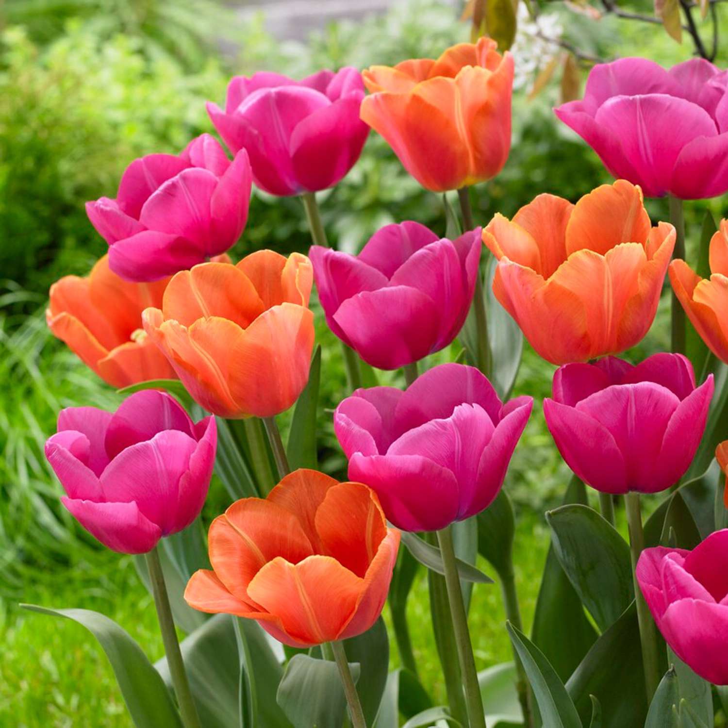Mélange de tulipes 'Tessa'